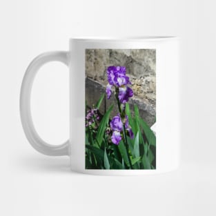 Bearded Iris in Spring Mug